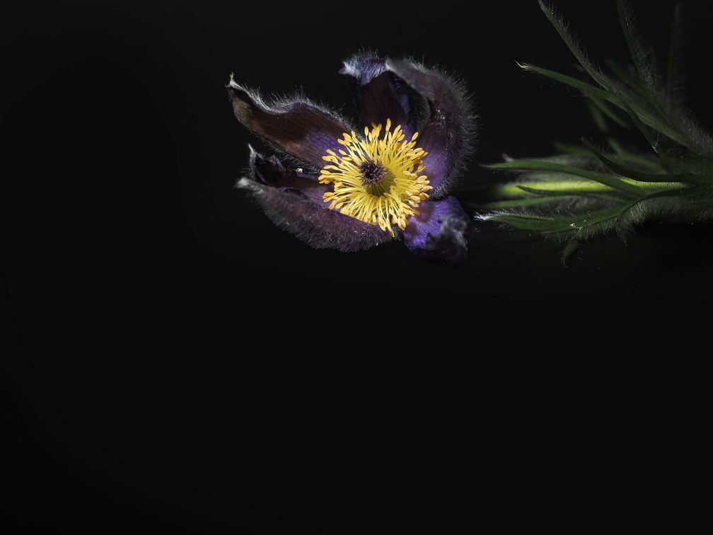 Küchenschelle P4220129