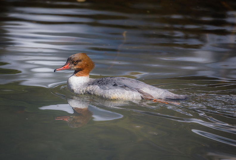 hsch_Auswahl zum Foto dse Monats März 2024_Gänsesäger.JPG