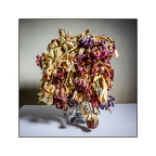 Auswahl zum Foto des Monats April