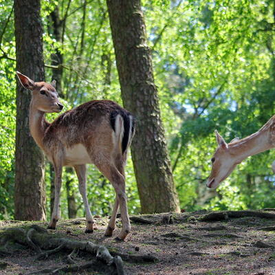 Tiere