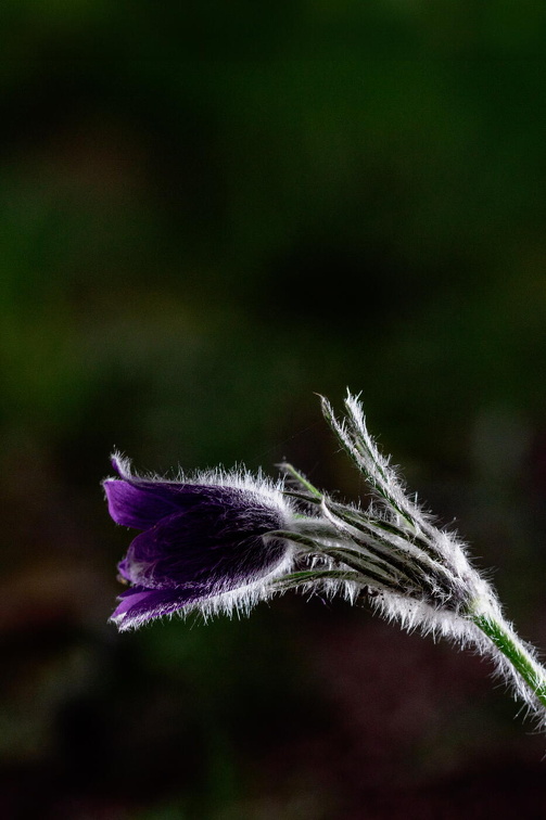 Pulsatilla  Y410030-2