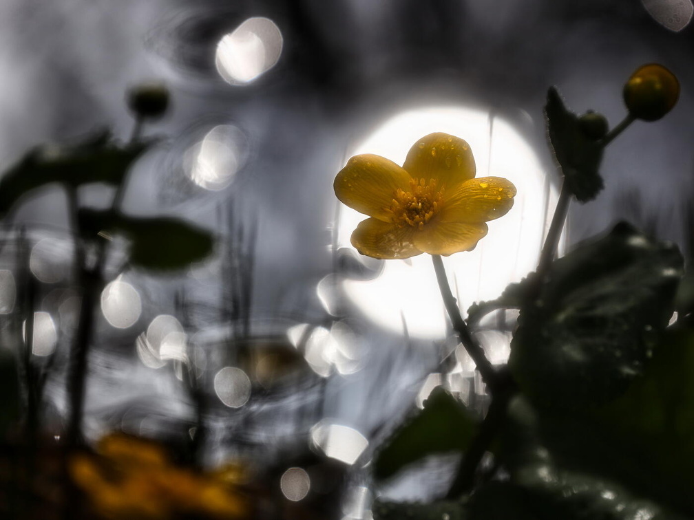 Sumpfdotterblume