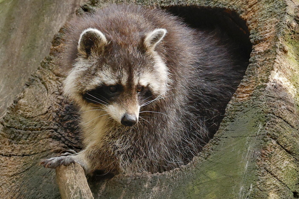 Waschbär "Tierpark Lüneburger Heide"
