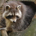 Waschbär "Tierpark Lüneburger Heide"