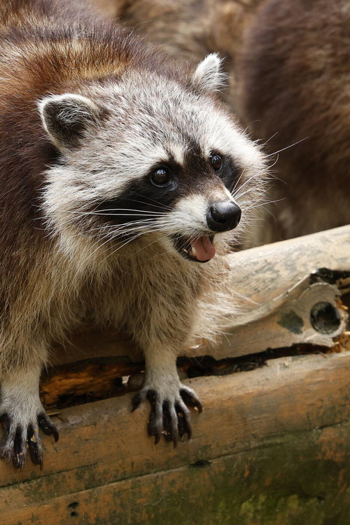 Ein gieriger Waschbär