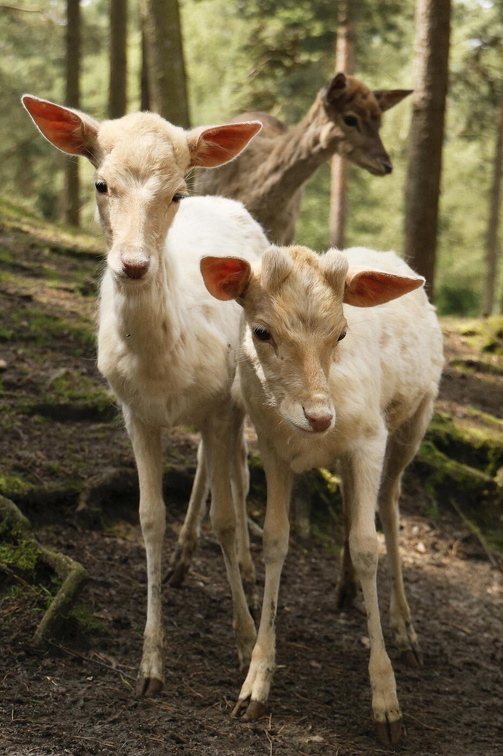 "Sind die niedlich!"...