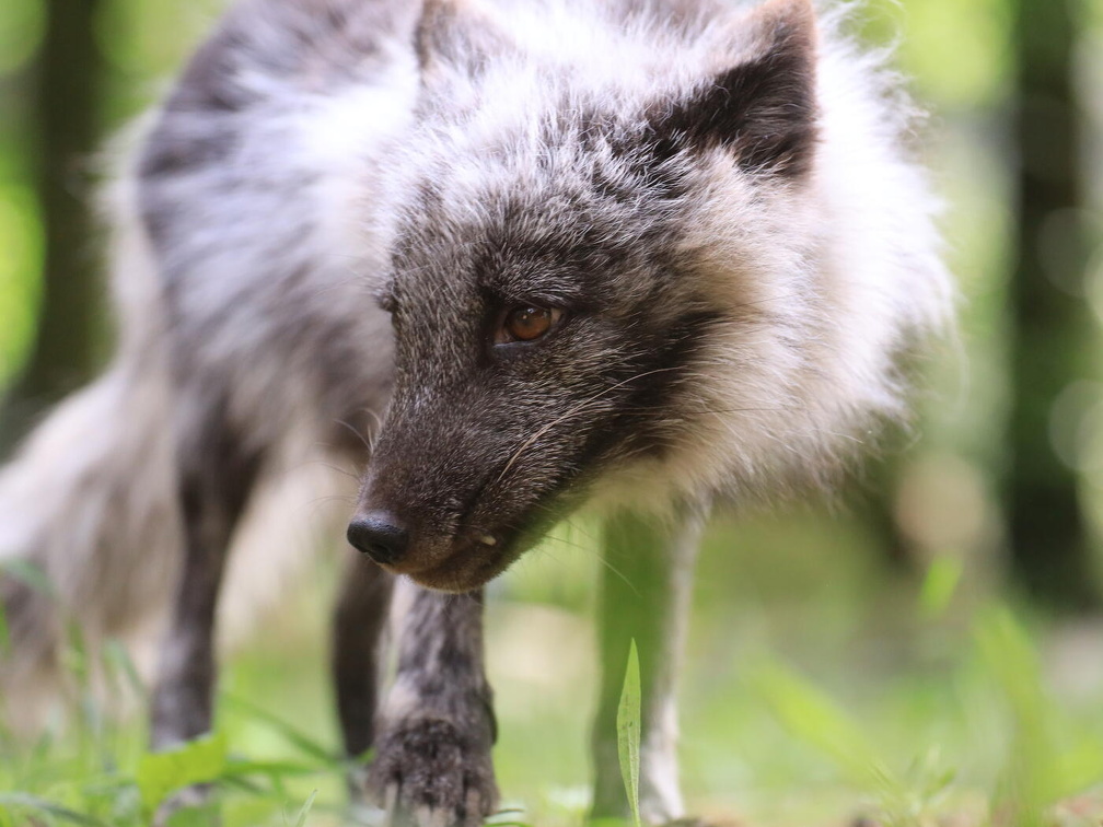 Fotokreis-Ausflug "Wildpark Lüneburger Heide"