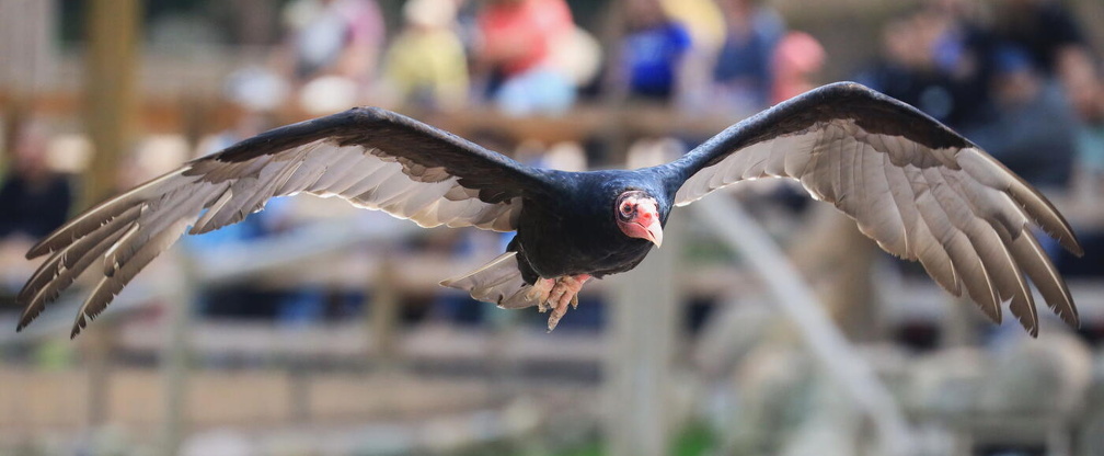Fotokreis-Ausflug "Wildpark Lüneburger Heide"