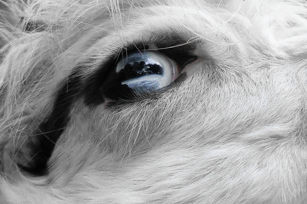 "Schau mir in die Augen..." - Wildpark Lüneburger Heide