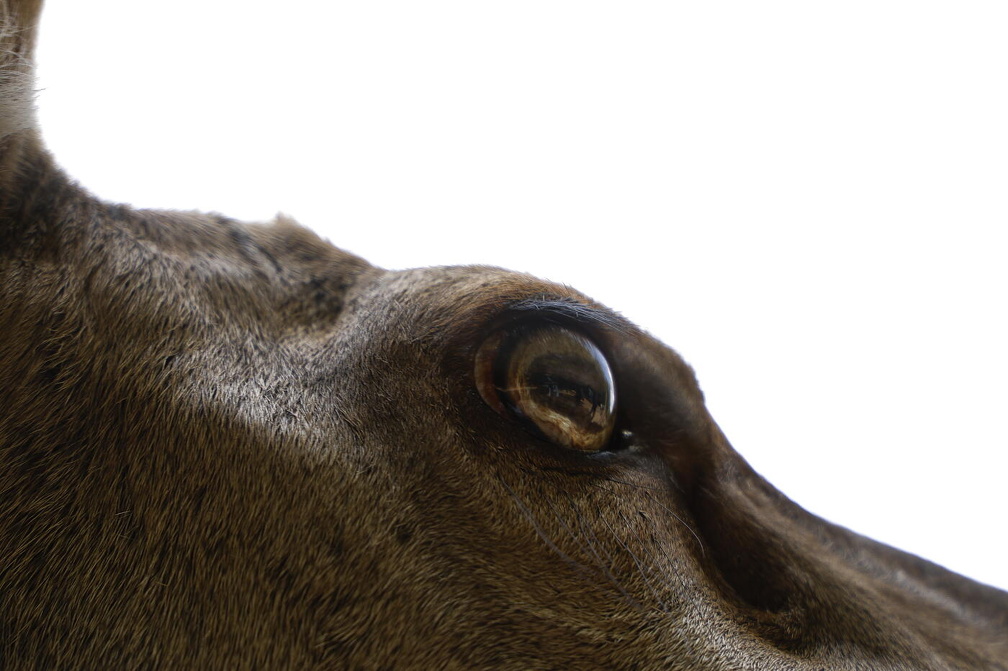 Rotwild ganz nah - Wildpark Lüneburger Heide