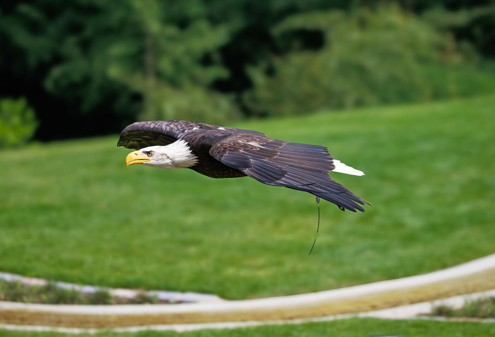 hschr  Wildpark Lüneburger Heide R62 4934