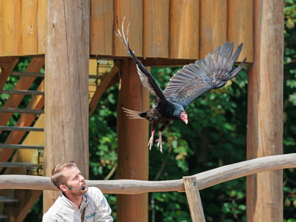 hschr R62 5016 Wildpark Lüneburger Heide