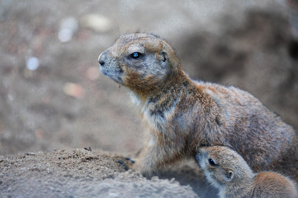 hschr R62 5057 Wildpark Lüneburger Heide