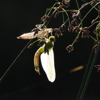 Auswahl  zum Foto des Monats Juli 2024