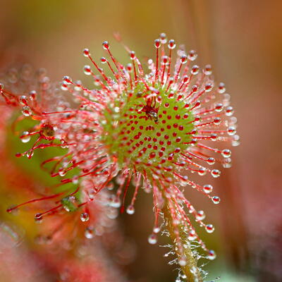 Natur