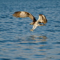 Osprey (Pandion haliaetus) Z8280474