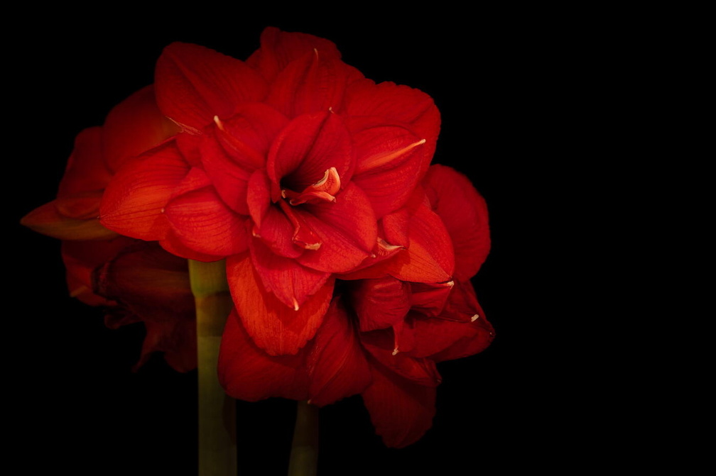 Auswahlbild Foto des Monats