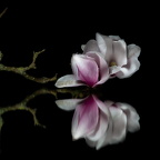 Auswahlbild Foto des Monats