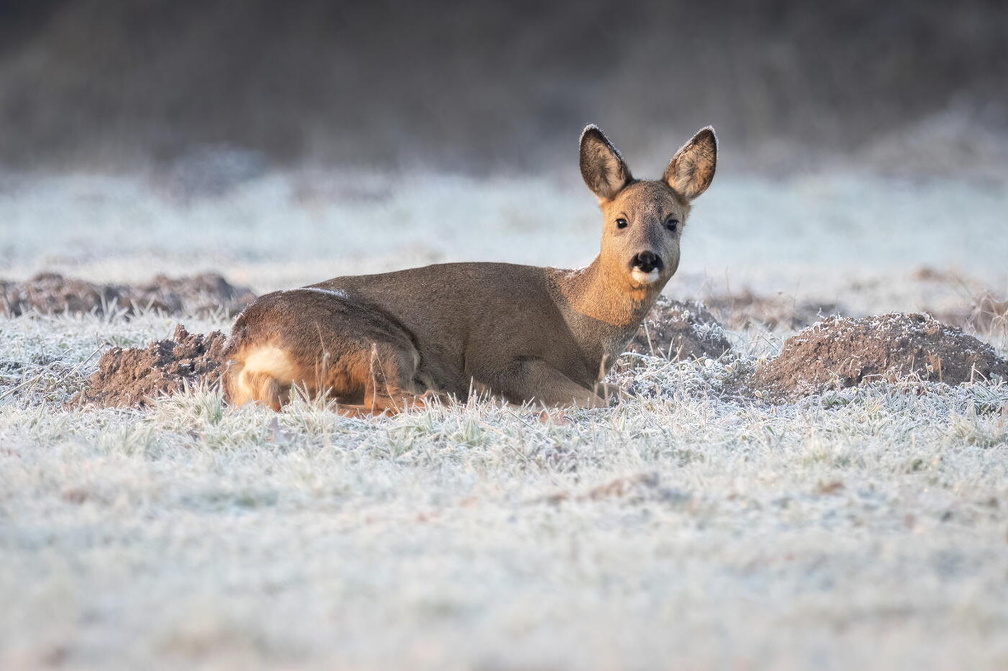 001Auswahl für Foto des Monats Jan 