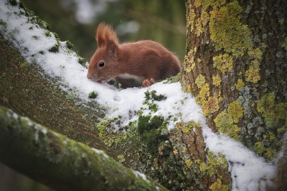 002Auswahl für Foto des Monats Jan
