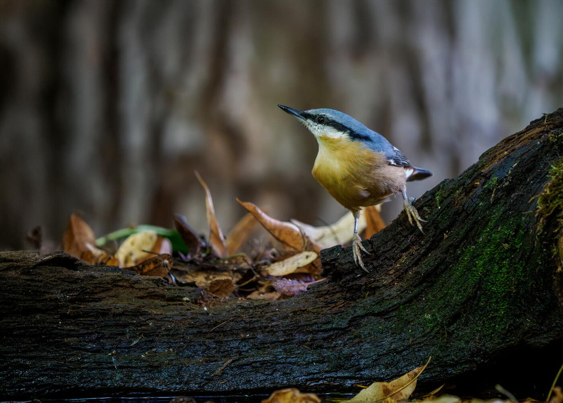 Eurasian nuthatch (Sitta europaea) Z8290385.jpg