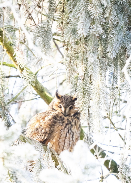 Long-eared Owl (Asio otus) Z1190049.jpg