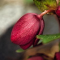 Lenzrose