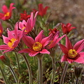 Küchenschellen IMG 7512 1