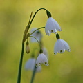 Märzenbecher IMG 2450 1