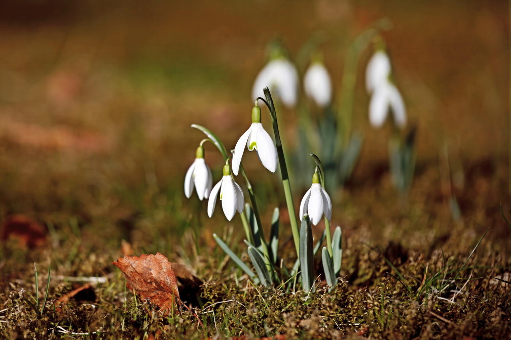 Schneeglöckchen 384A0131 1