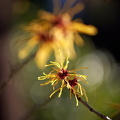 Zauberhasel IMG 1808 1