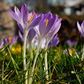 Krokus-Stelldichein