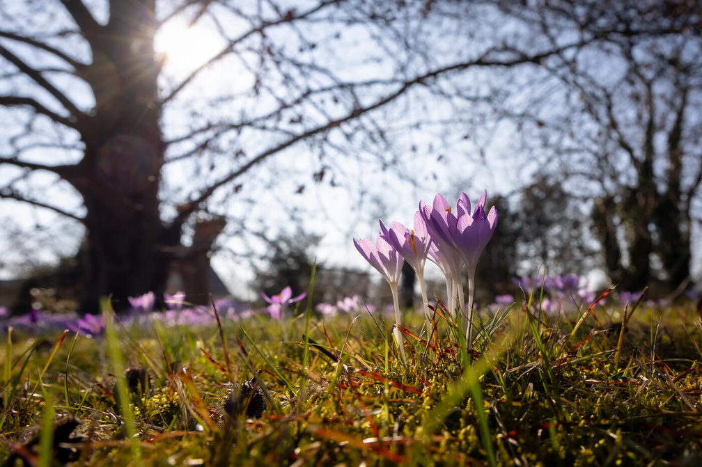 Fotoshooting mit Frühblüher