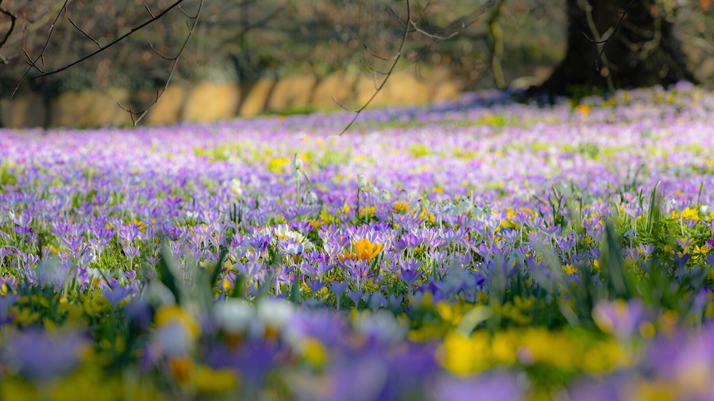 Fotoshooting mit Frühblüher
