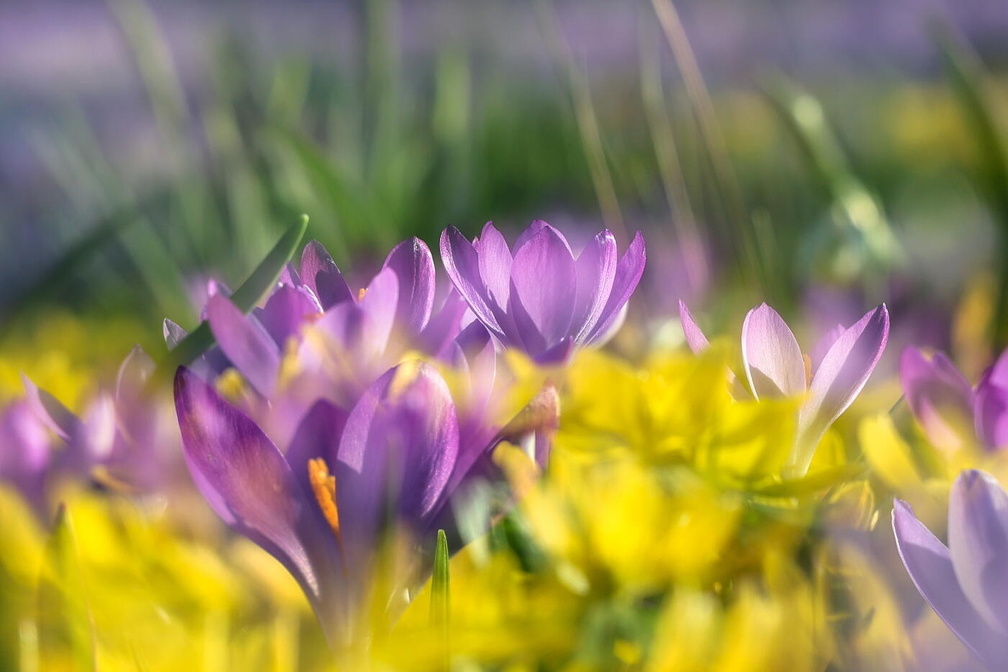 Fotoshooting mit Frühblüher