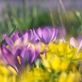 Fotoshooting mit Frühblüher