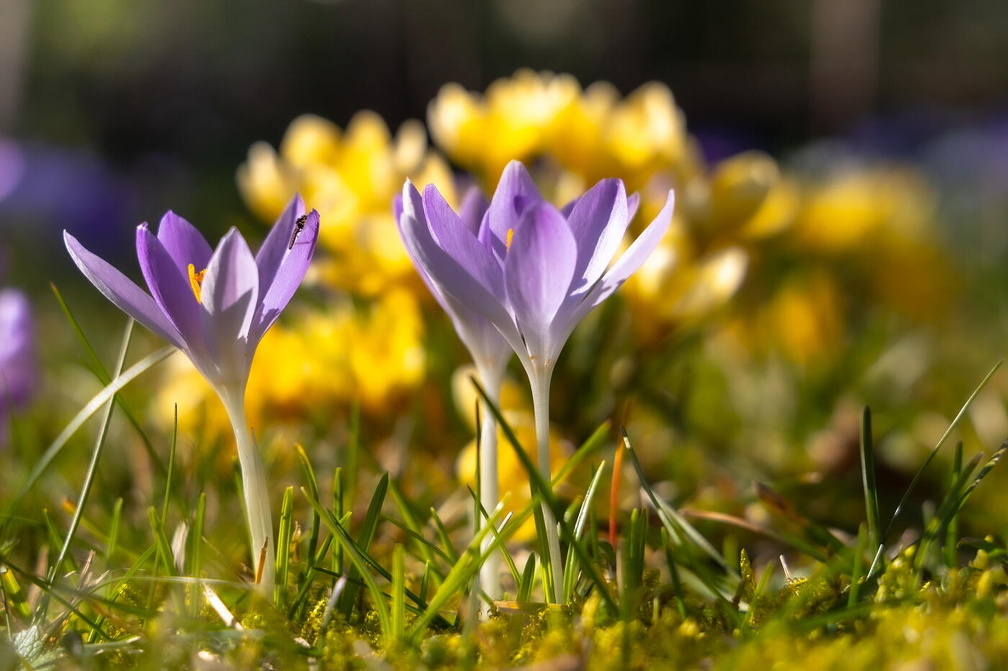 Fotoshooting mit Frühblüher