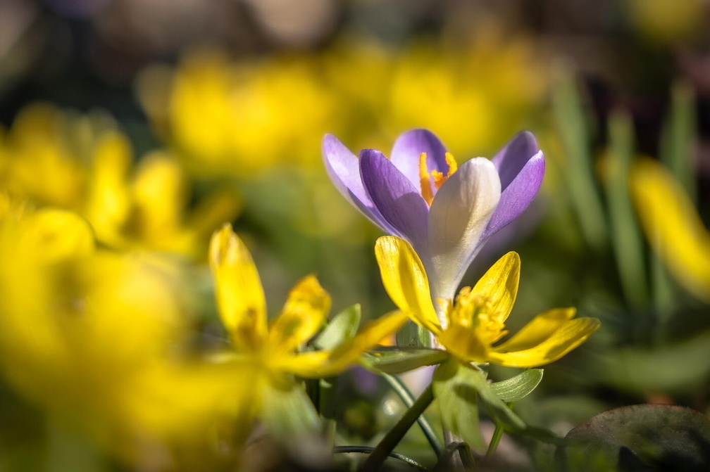 Fotoshooting mit Frühblüher