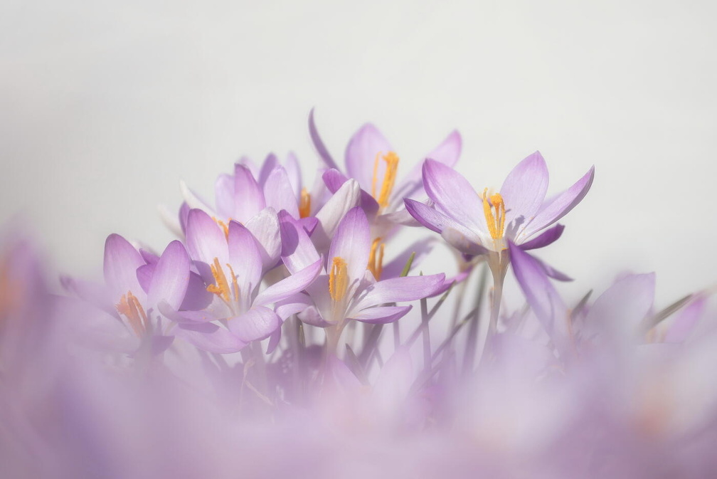 Fotoshooting mit Frühblüher