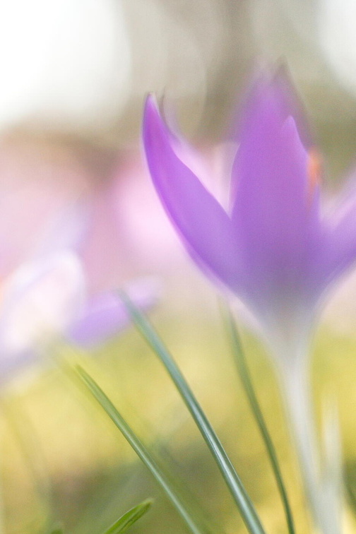 Fotoshooting mit Frühblüher