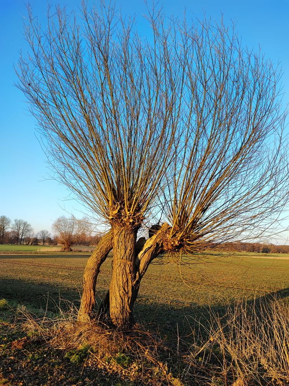 Verzweigte Kopfweiden in Satemin