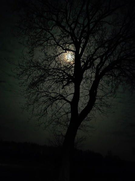 rhen_Nachtmond hinter Baum.jpg