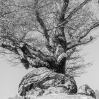 FOTO DES MONATS JUNI 2025