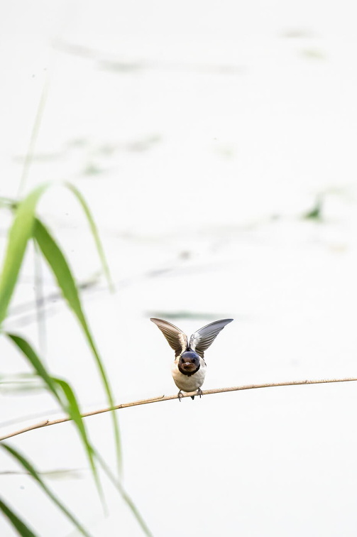 Barn Swallow (Hirundo rustica) Z6060777 Kopie