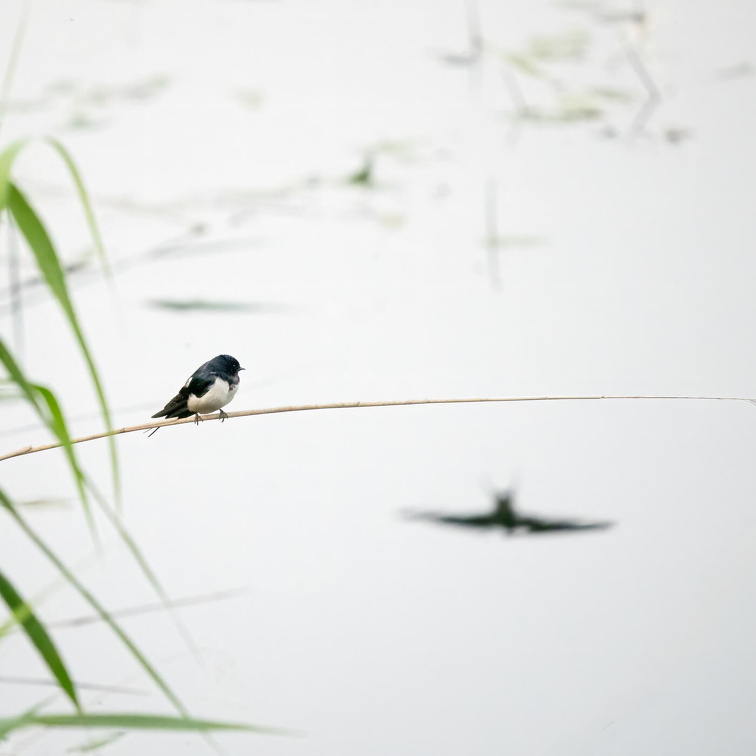 Barn Swallow (Hirundo rustica) Z6060811 Kopie