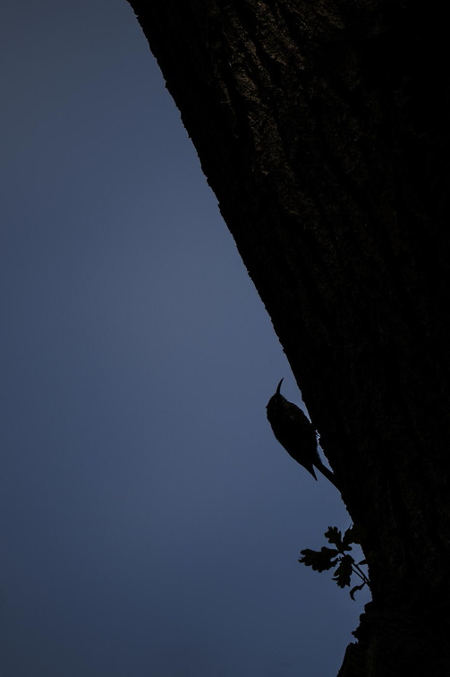 Short-toed Treecreeper (Certhia brachydactyla) Z6150067 Kopie