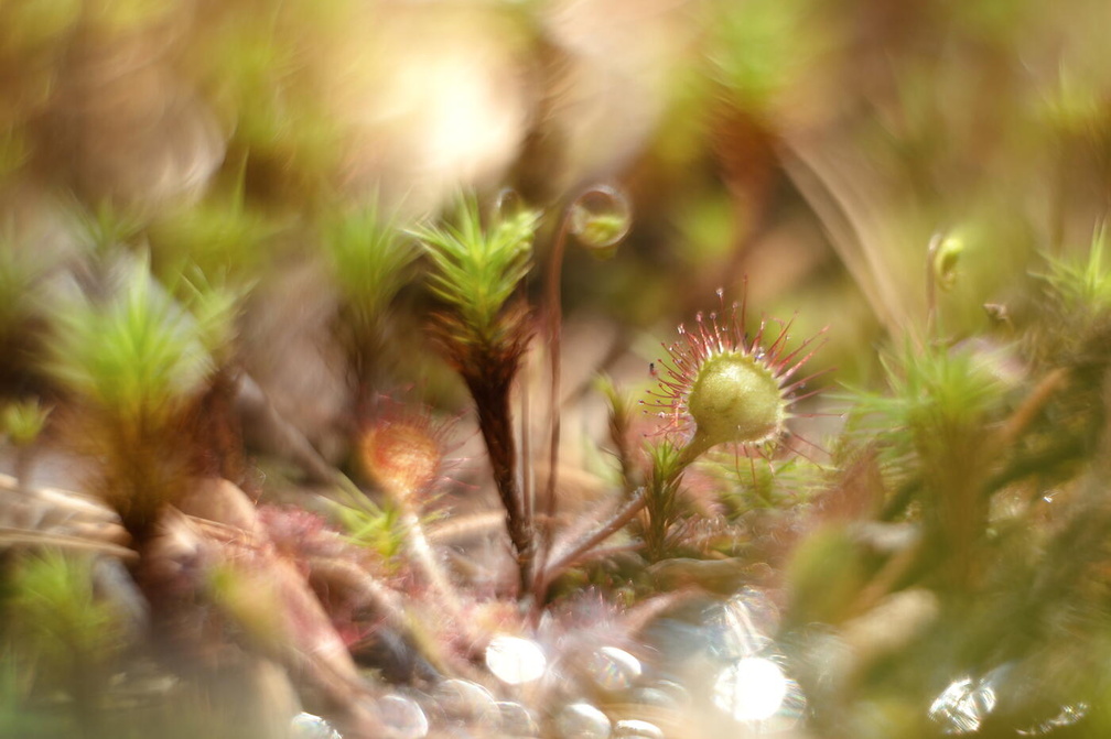 Fototour „Sonnentau“