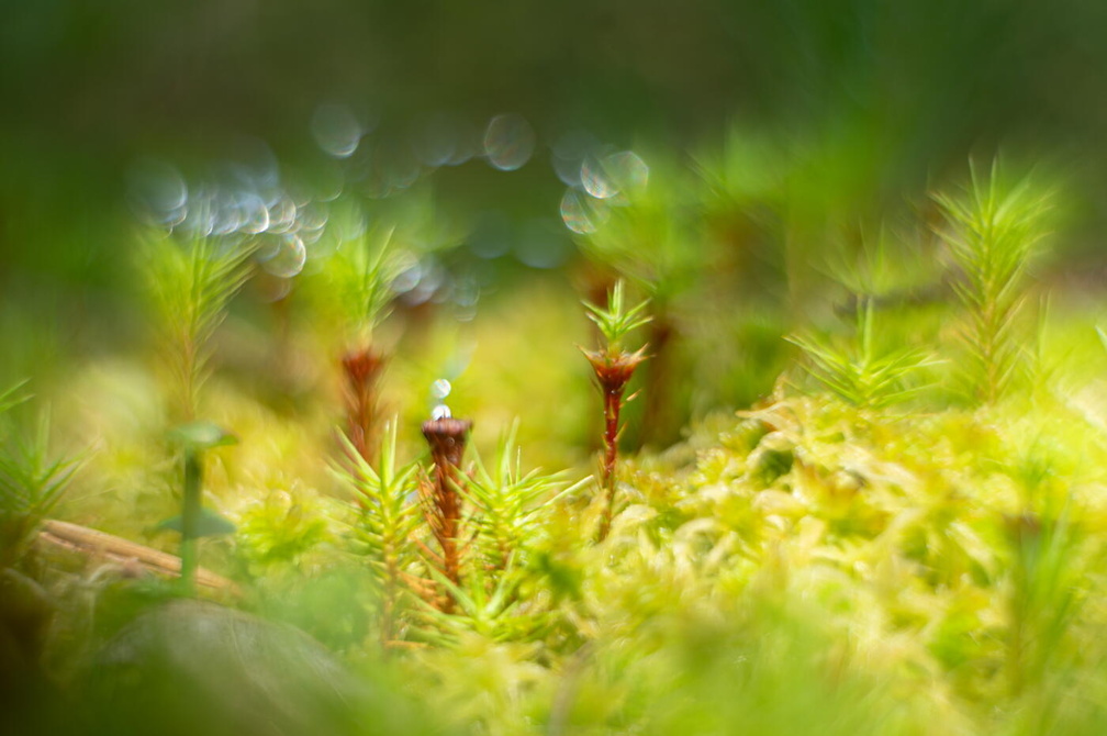 Fototour „Sonnentau“