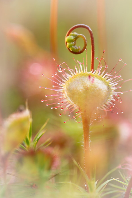 Fototour „Sonnentau“