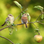 Auswahl zum Foto des Monats September 2025